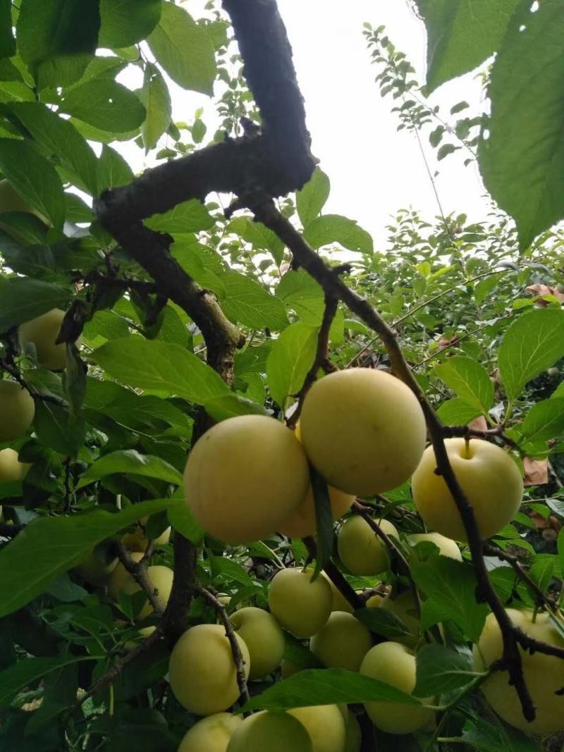 四川汉源桃花李（玉皇李）大量上市一手货源口感纯甜多汁