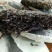 2014年生态古乔木茶饼357g现在低价处理了茶饼已发黑