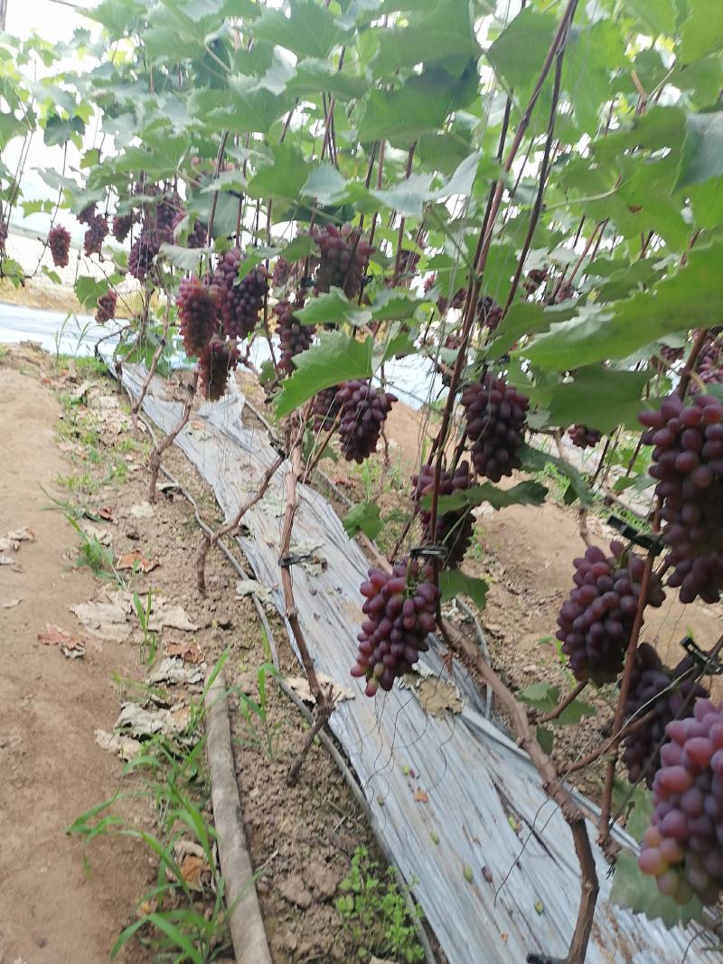 茉莉香葡萄原产地大量上市，品质好价格美丽欢迎各地老板前来