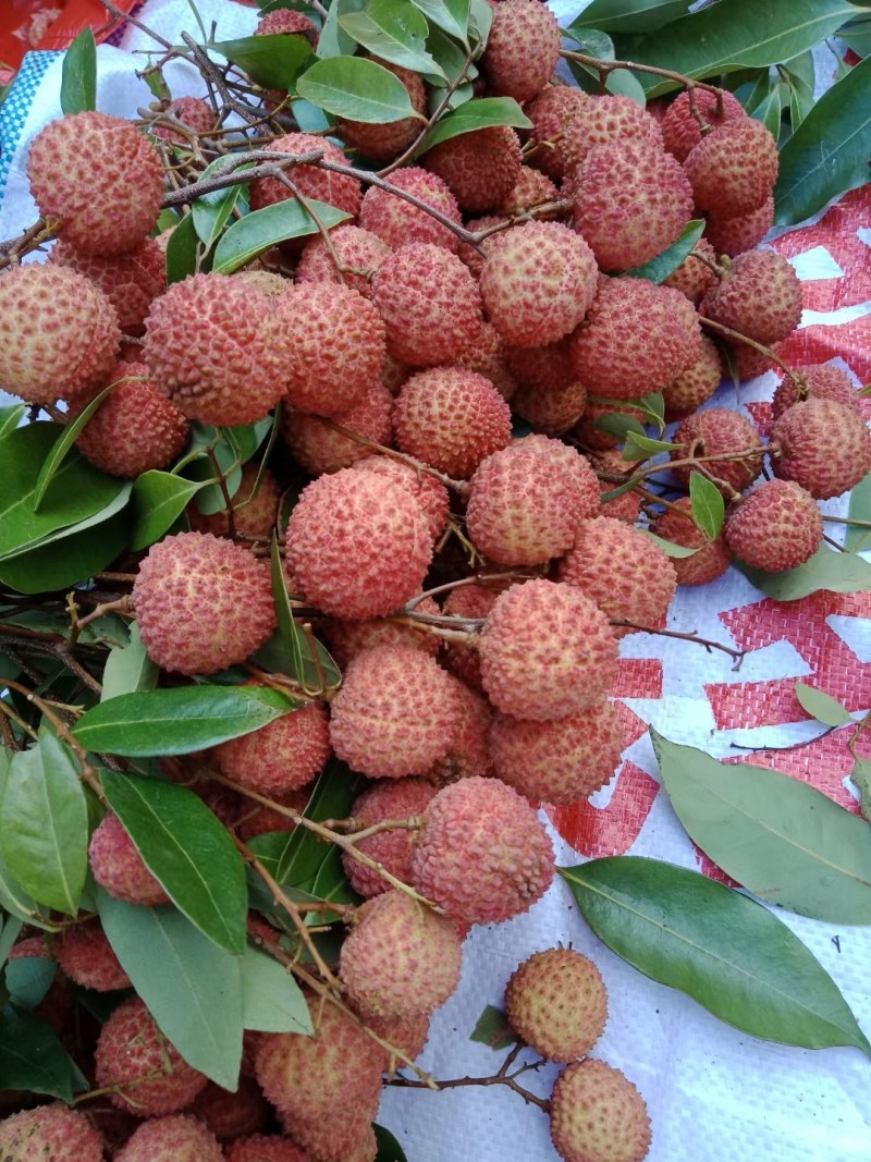 桂味荔枝上市了上市了