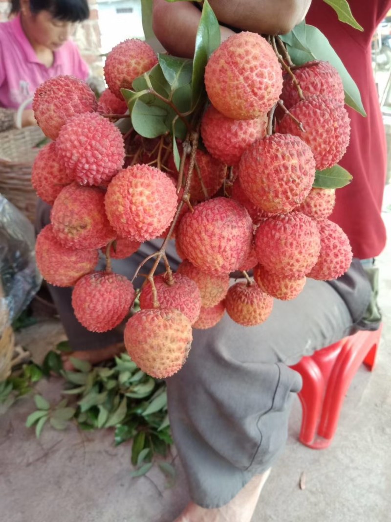 桂味荔枝上市了上市了