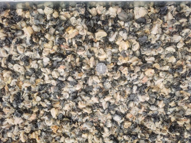 螺蛳肉螺蛳粉专用螺肉3中规格