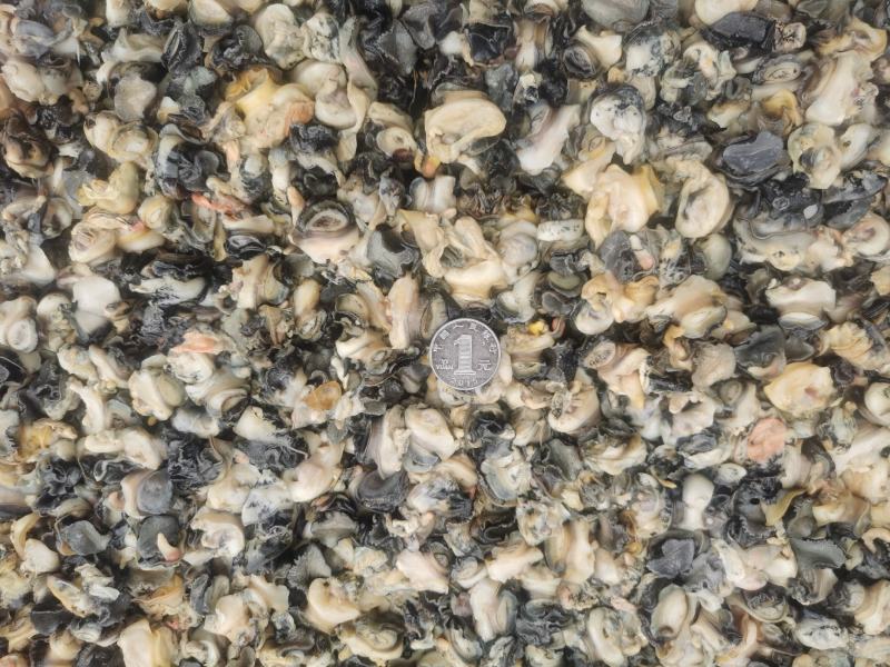 螺蛳肉螺蛳粉专用螺肉3中规格