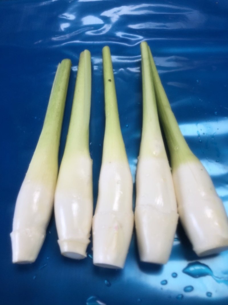 德清上半年双季茭白