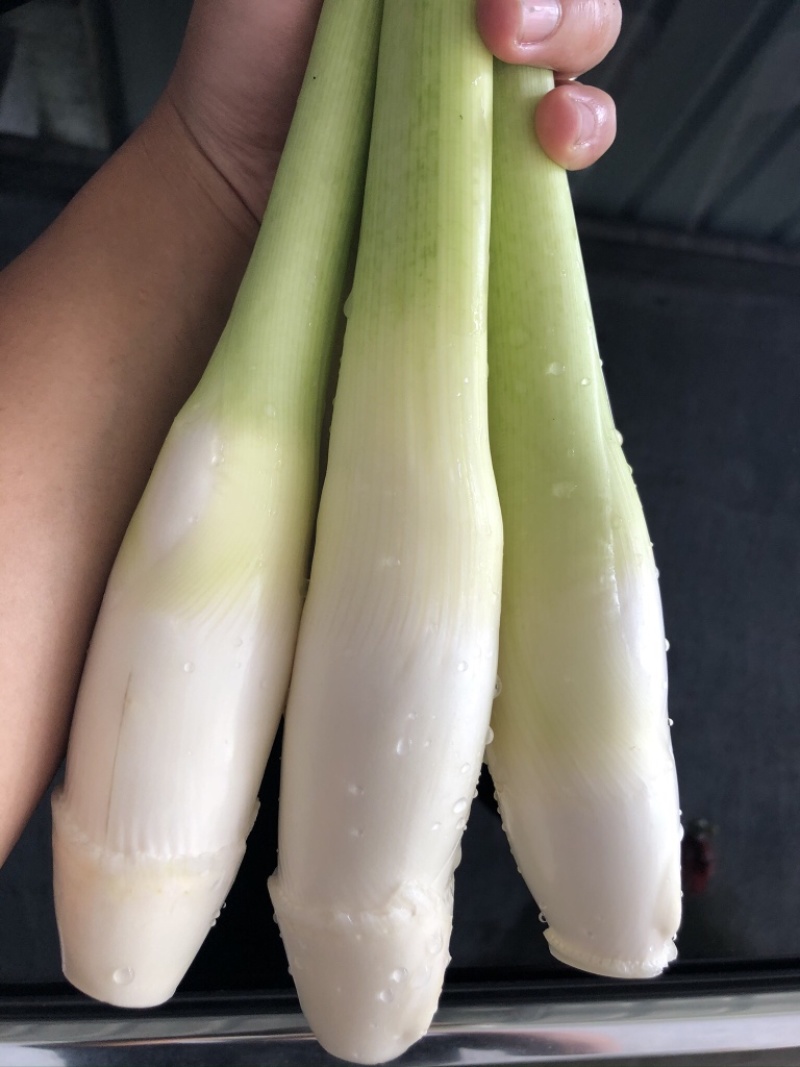 德清上半年双季茭白