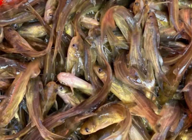 长期供应金优一号黄骨鱼苗黄颡鱼苗，欢迎进店选购