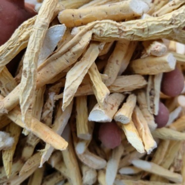 粉质牛大力产地山东振兴药材购销站量大从
