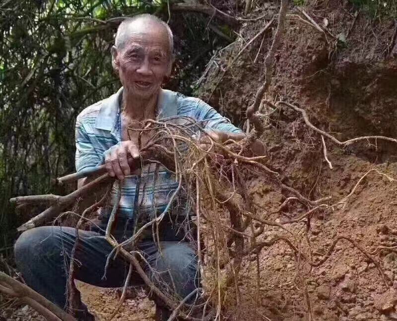 【五指毛桃】干货产地直销量大从优，货真价实。