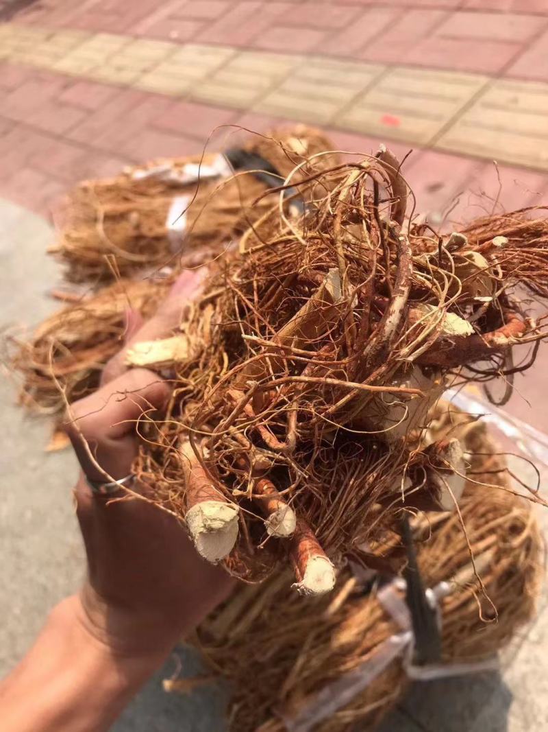 【五指毛桃】干货产地直销量大从优，货真价实。