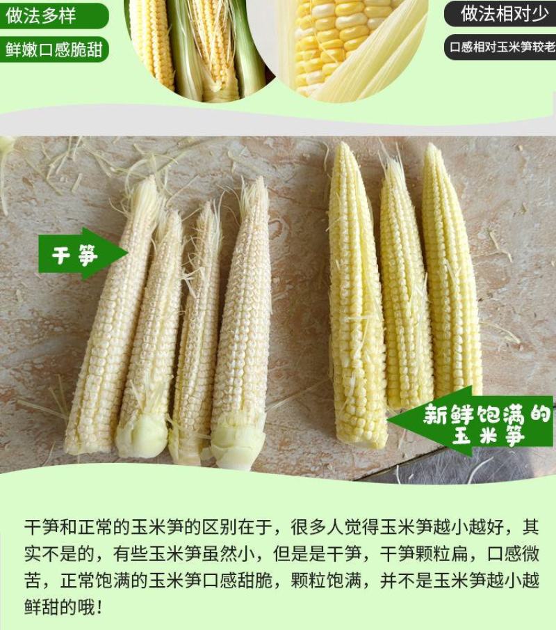现摘现发玉米笋脆甜嫩小玉米芯仔新鲜批发包邮。