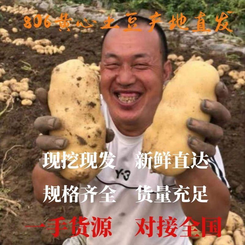 【精选】沃土5号河北土豆精品土豆产地现货代发全国！