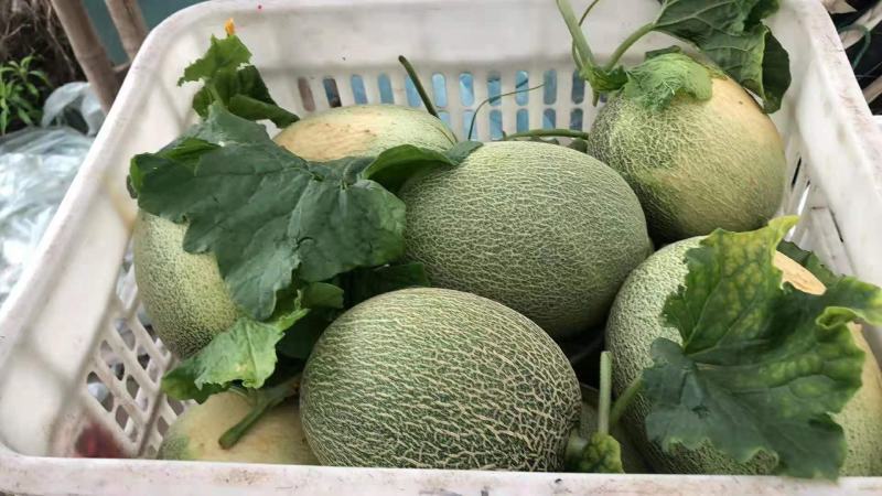 浙江晓蜜25哈密瓜清甜可口价格美丽对接全国量大从优欢迎询