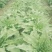 代收各种蔬菜