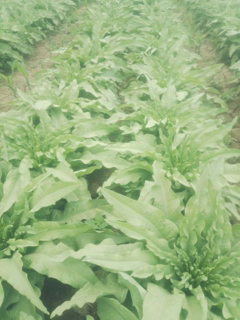 代收各种蔬菜