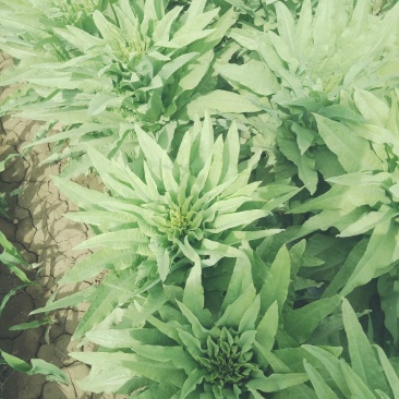 代收各种蔬菜