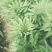 代收各种蔬菜