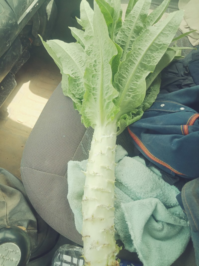 代收各种蔬菜