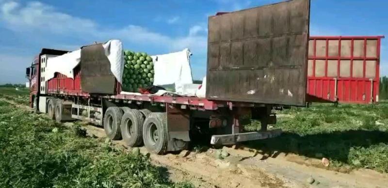 西瓜产地直发营养多汁，产地上车价格，自己种的有60亩