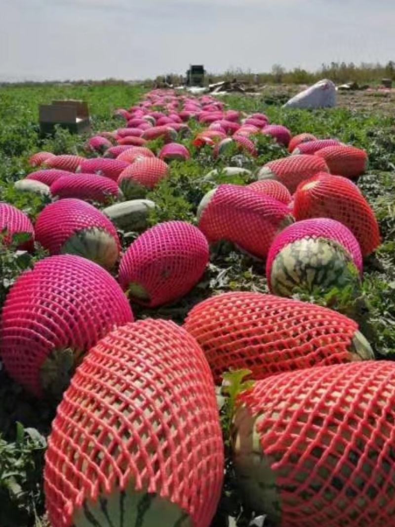西瓜产地直发营养多汁，产地上车价格，自己种的有60亩