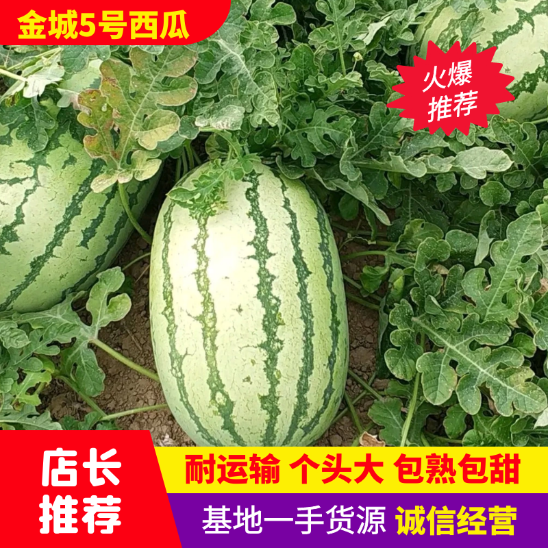 西瓜产地直发营养多汁，产地上车价格，自己种的有60亩