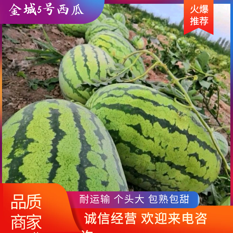 西瓜产地直发营养多汁，产地上车价格，自己种的有60亩