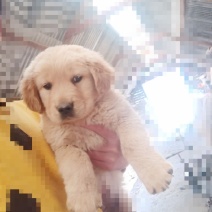 金毛和德牧小犬