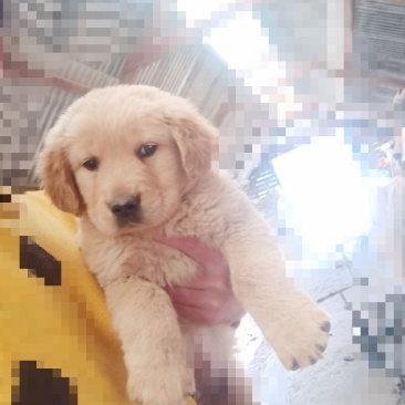 金毛和德牧小犬