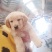 金毛和德牧小犬