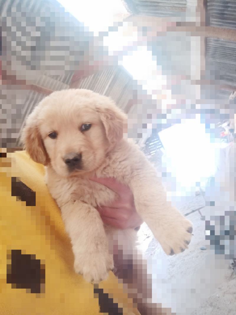 金毛和德牧小犬