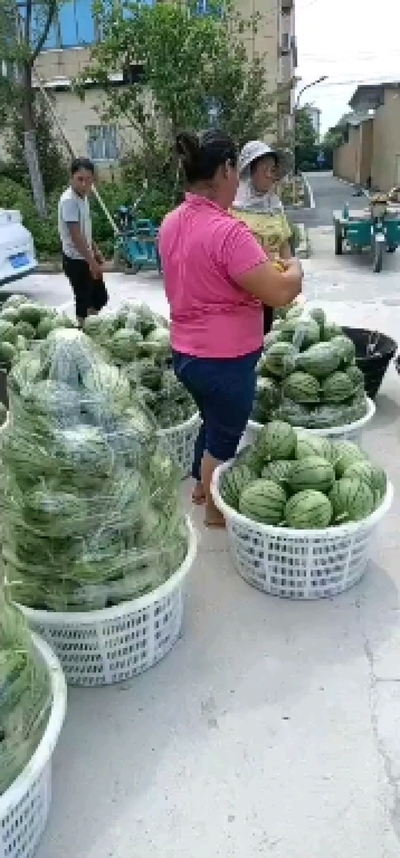 杭州萧山早春红玉小西瓜早春红玉，拿比特大棚小西瓜