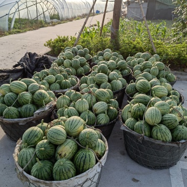 杭州萧山早春红玉小西瓜早春红玉，拿比特大棚小西瓜