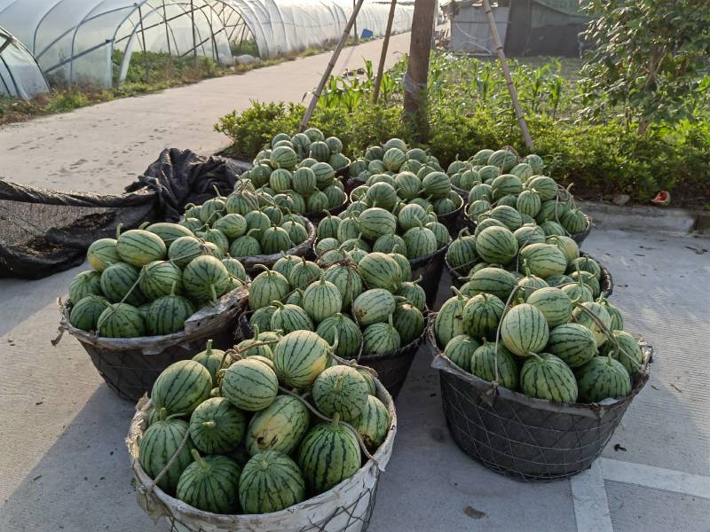 杭州萧山早春红玉小西瓜早春红玉，拿比特大棚小西瓜