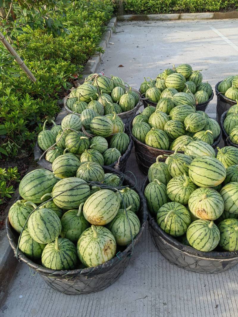 杭州萧山早春红玉小西瓜早春红玉，拿比特大棚小西瓜
