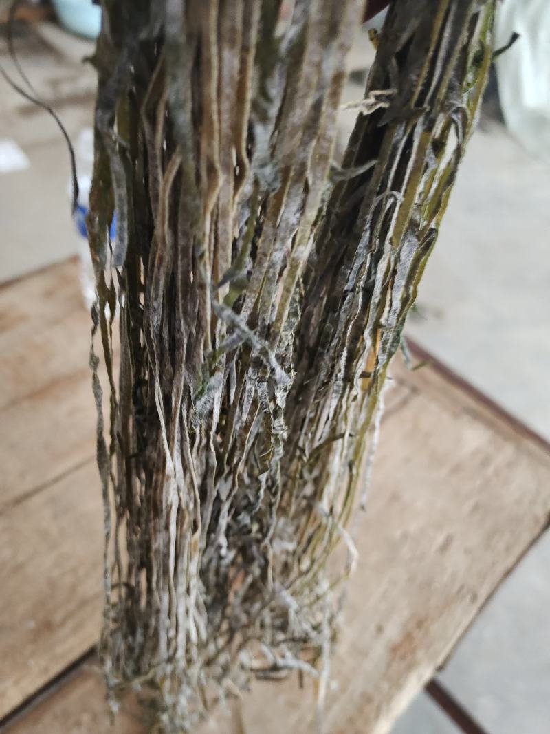 深海淡干海带丝一件十斤，可视频看，1比9泡发率