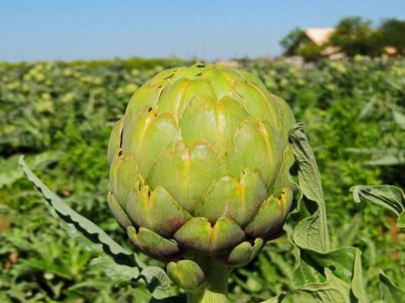 特种蔬菜—朝鲜蓟（洋蓟）进口品种，多年生