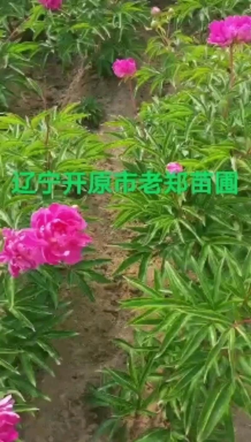雪柳花种子珍珠绣线菊繁育量大优惠支持种植繁育技术