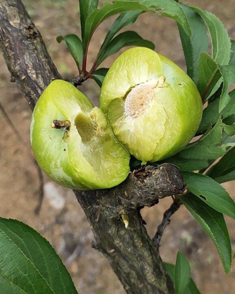 贵州蜂糖李.（六马一带低海拔正宗蜂糖李）