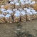 荷兰十五，中暑，河南南阳新野产地大量上市中！