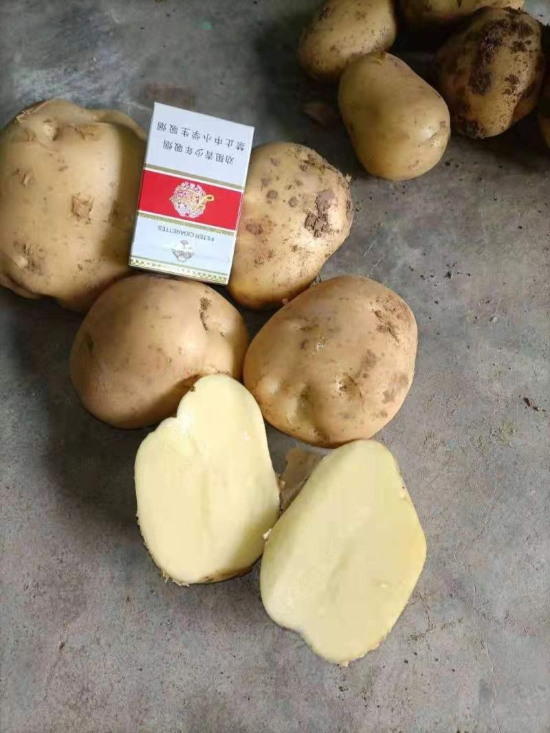 荷兰十五，中暑，河南南阳新野产地大量上市中！