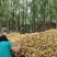 荷兰十五，中暑，河南南阳新野产地大量上市中！
