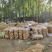 荷兰十五，中暑，河南南阳新野产地大量上市中！