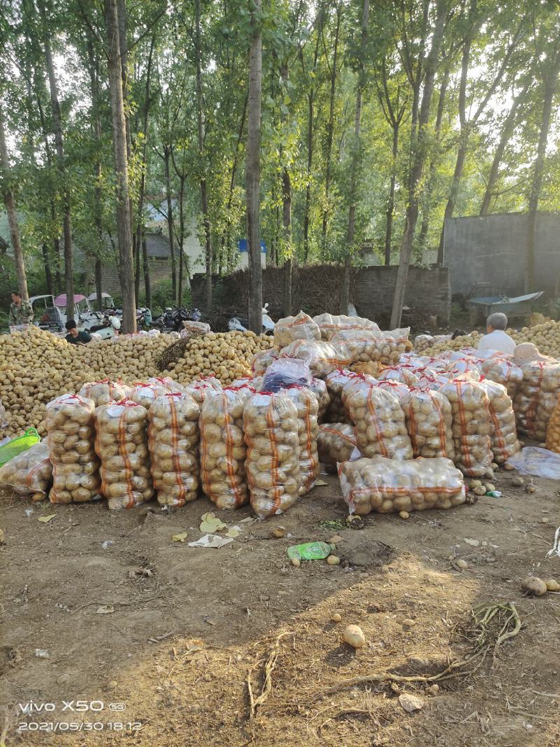 荷兰十五，中暑，河南南阳新野产地大量上市中！