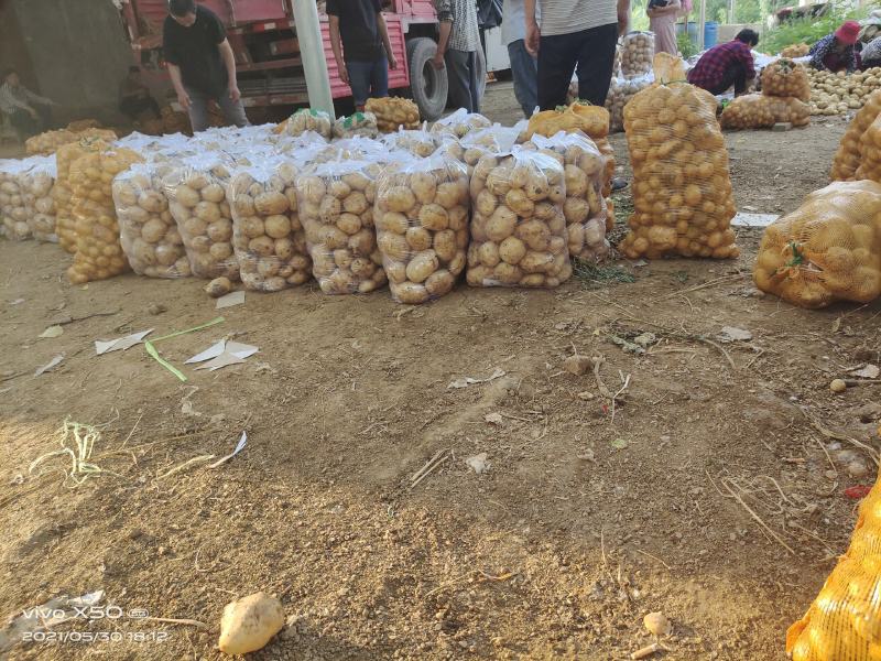 荷兰十五，中暑，河南南阳新野产地大量上市中！