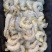 厂家干冻100-200，200-300海虾仁，29元/斤