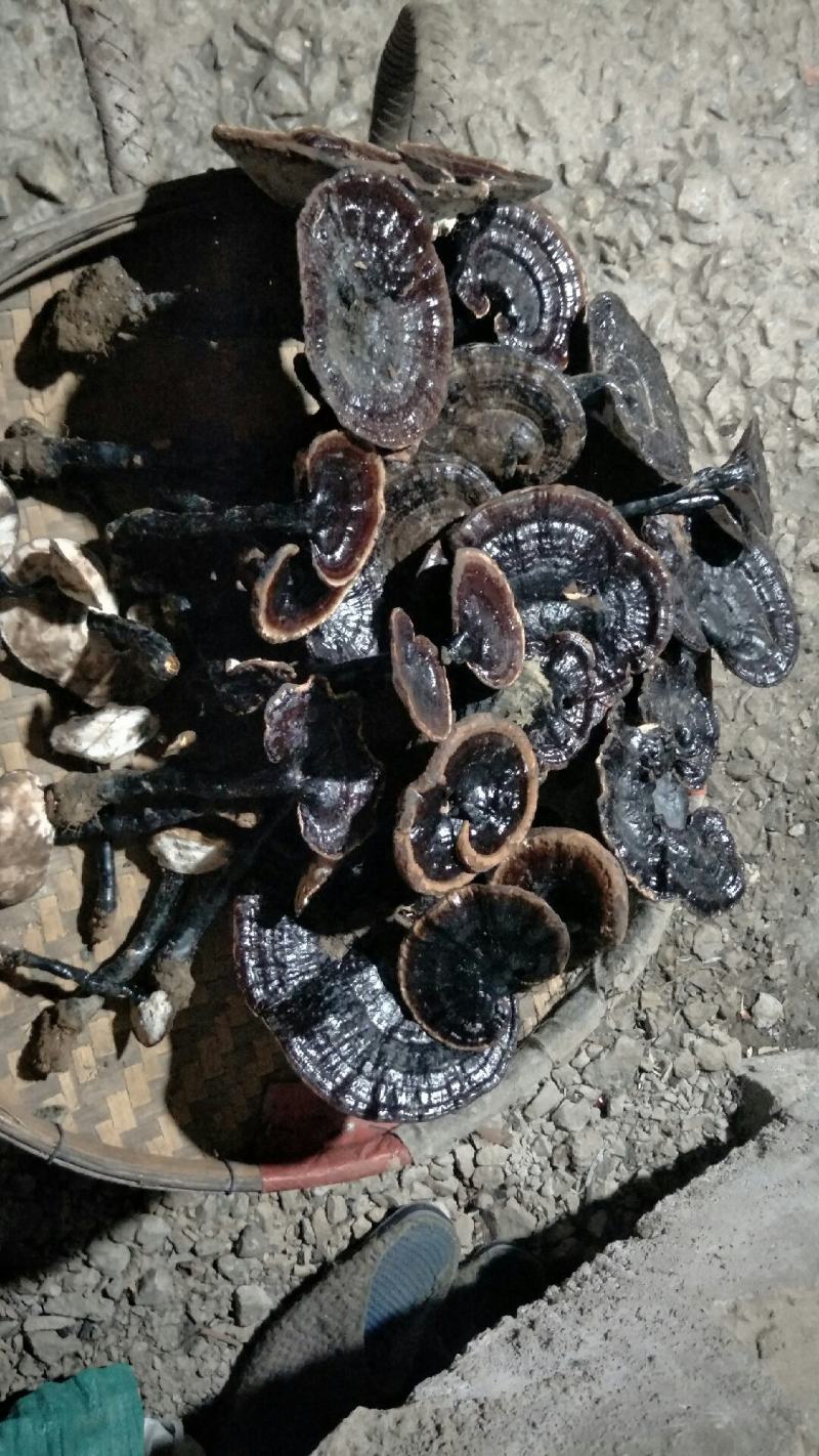 黑灵芝泡汤泡茶加强人体免疫力
