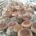 香菇菌香菇菌种，袋栽香菇菌种，椴木香菇菌种，香菇栽培种