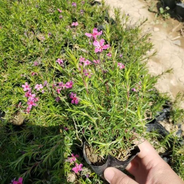 山东芝樱，一手货源，基地直发，承接各种绿化工程