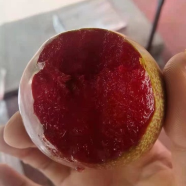 汉源县味帝李量大质量保证产地直发供