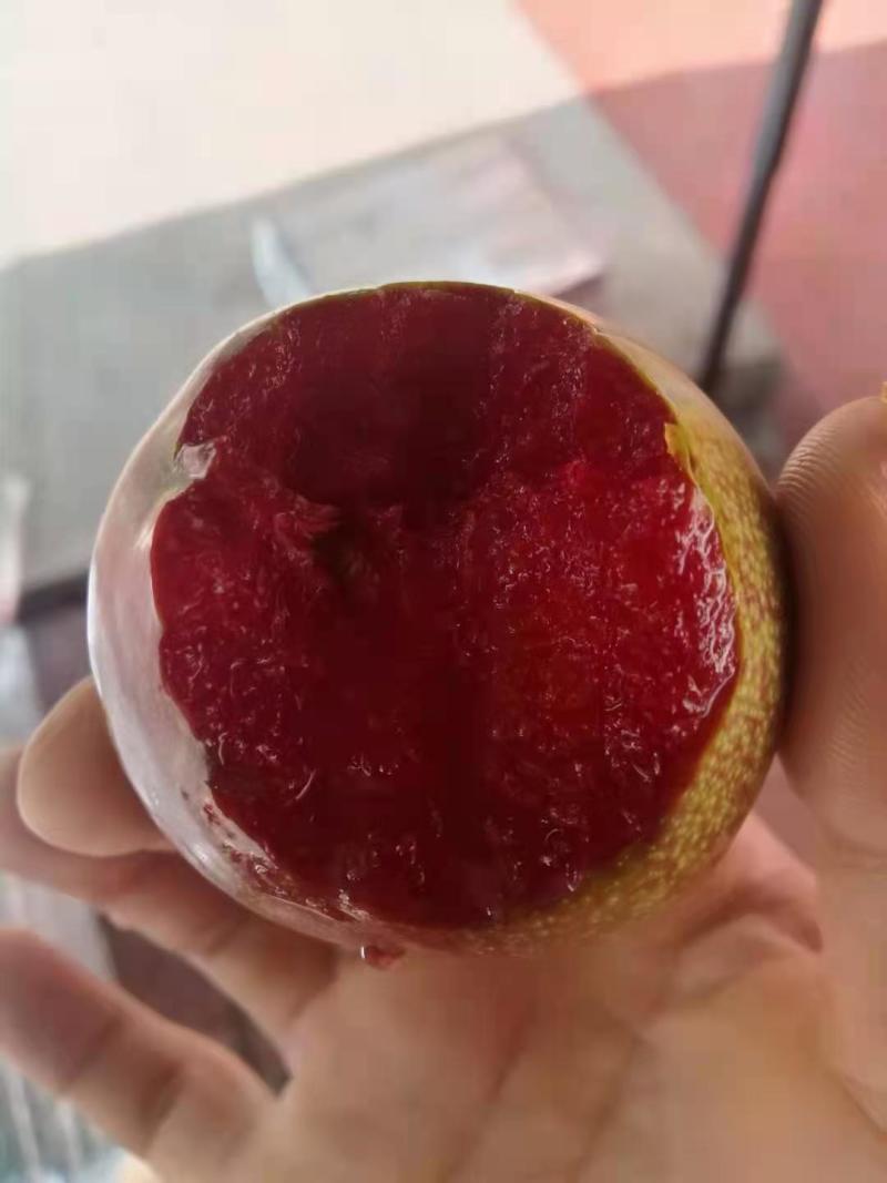 汉源县味帝李量大质量保证产地直发供