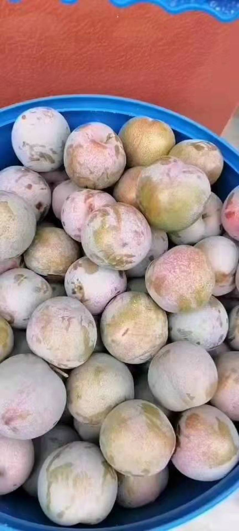 汉源县味帝李量大质量保证产地直发供